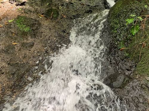 Beautiful Cattle Farm : Costa Rica