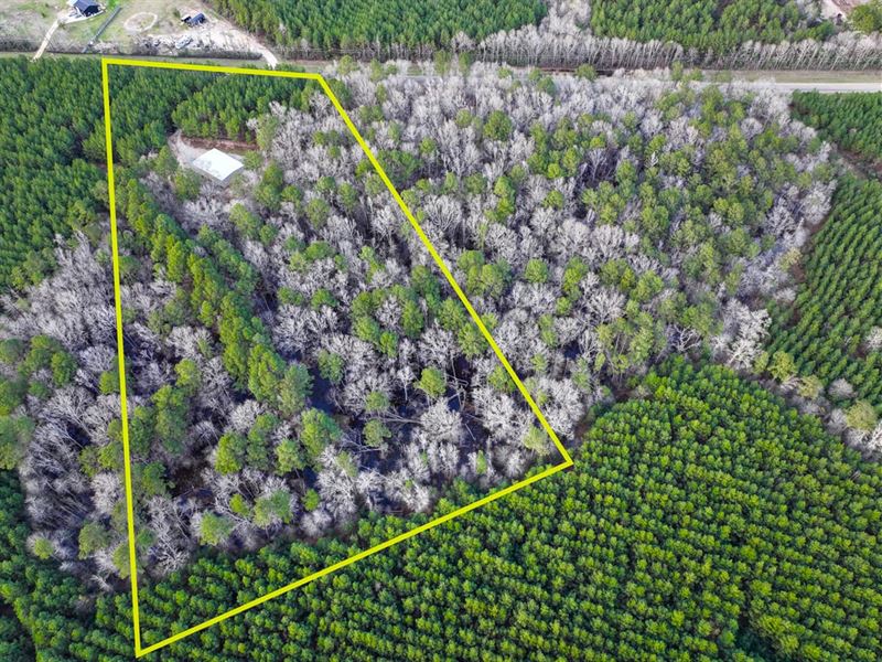 11 Acres, 2388 FM 943 : Livingston : Polk County : Texas