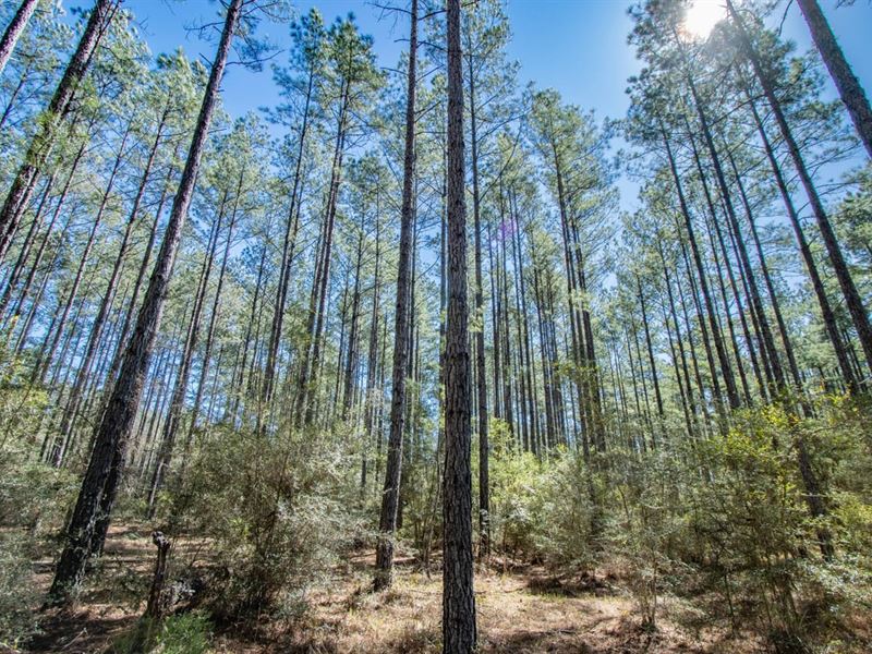102 Ac Timber, Homesite, and Huntin : Vernon : Washington County : Florida