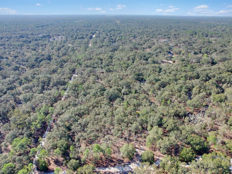 1.25 Acres in Bronson, FL : Bronson : Levy County : Florida