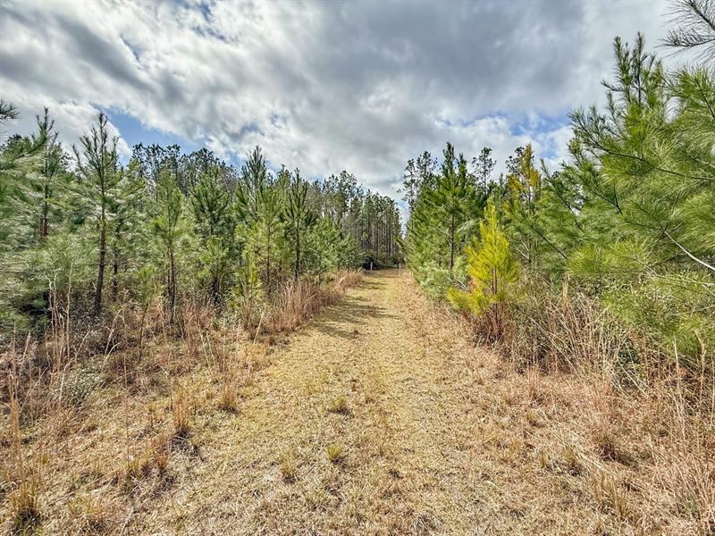 41 Acres with Creek, Timber, Good : Bonifay : Holmes County : Florida