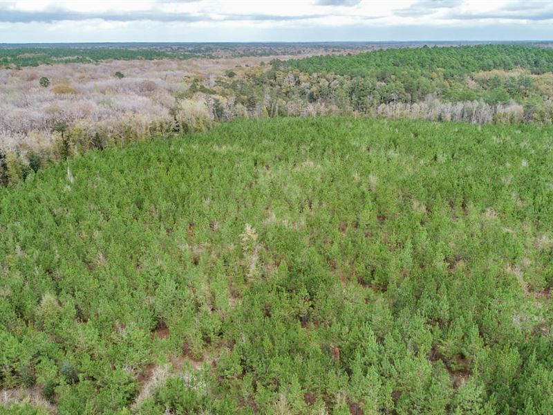 125 Ac Hunting and Timber Property : Bonifay : Holmes County : Florida