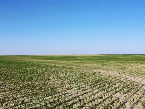 Coolidge Dryland Quarter : Syracuse : Hamilton County : Kansas