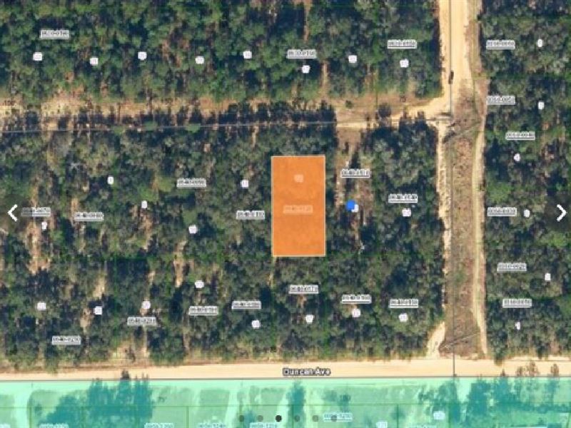 Peace, Freedom & Space $199 Down : Interlachen : Putnam County : Florida