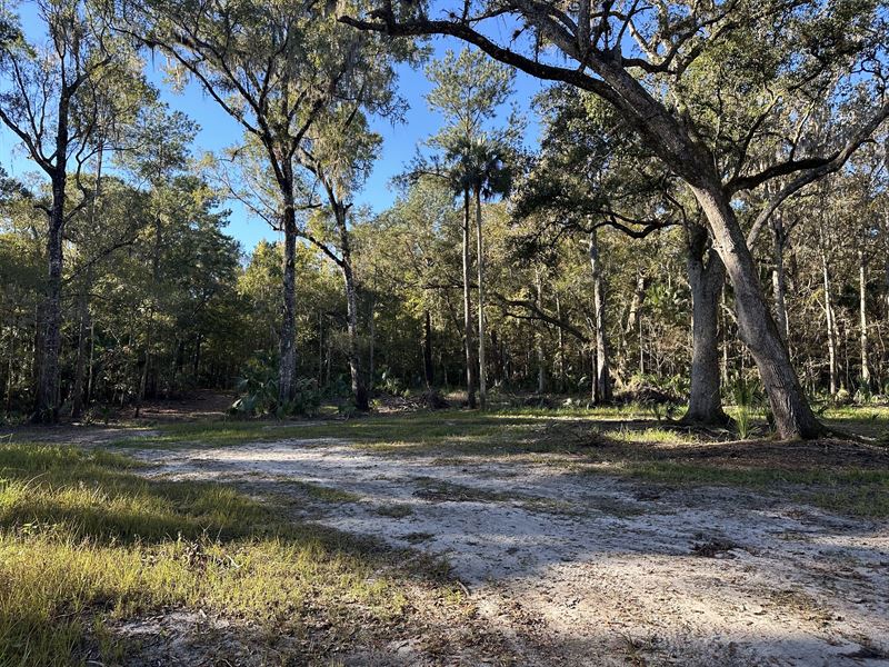 485 Acres in Micanopy, FL : Micanopy : Marion County : Florida