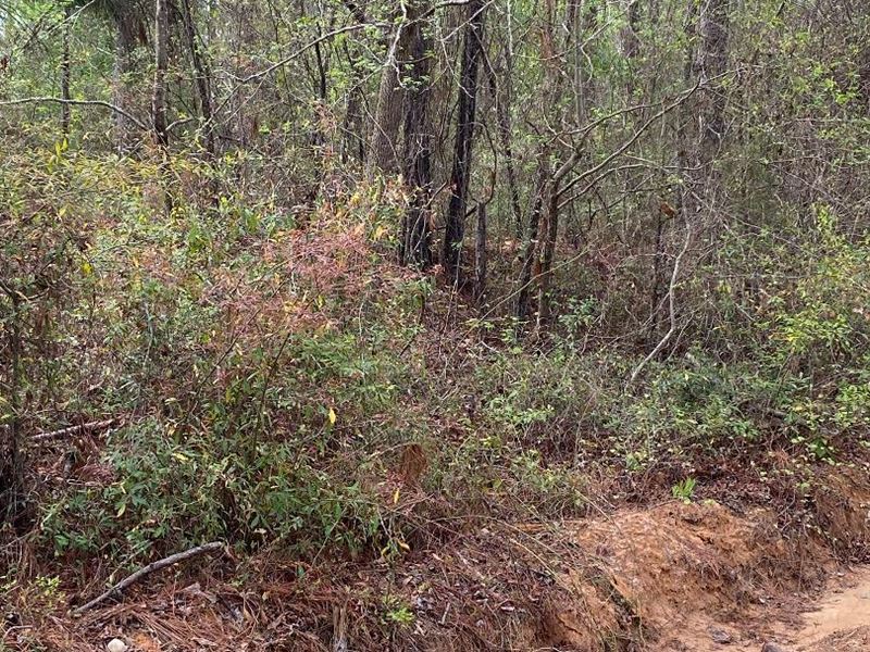 Country Lot in Quiet Area : Swainsboro : Emanuel County : Georgia