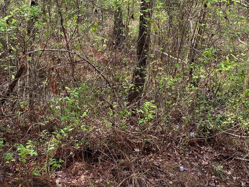 2 Acre Country Lot Very Private : Swainsboro : Emanuel County : Georgia