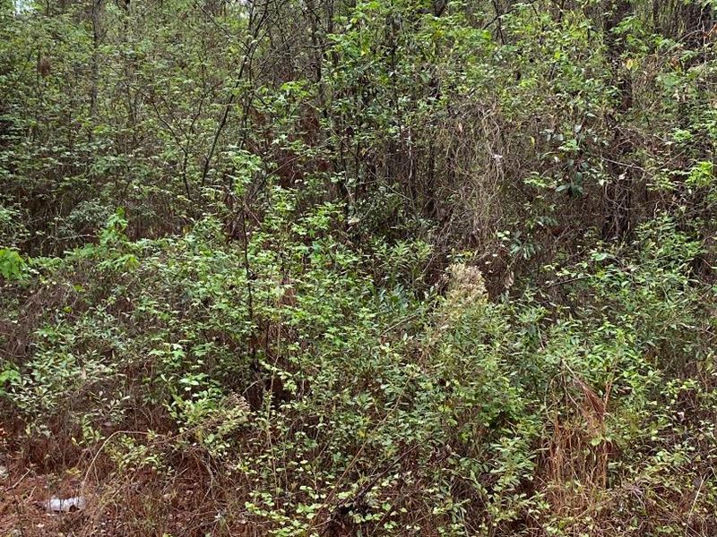 Wooded Country Lot On Dirt Road : Swainsboro : Emanuel County : Georgia