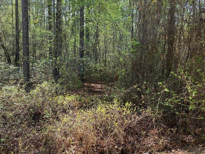 One Acre Country Lot On Dirt Road : Swainsboro : Emanuel County : Georgia