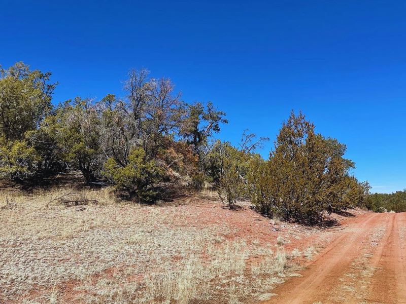 Forested Freedom $175-$350/Month : Seligman : Yavapai County : Arizona