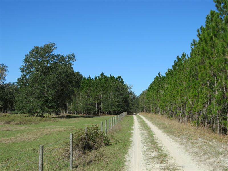 Star Lake Cattle and Timber : Hawthorne : Putnam County : Florida