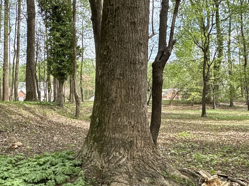 .93 Acre Homesite in Washington, NC : Washington : Beaufort County : North Carolina