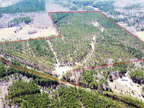 Sunny Home 87 Acres : Brilliant : Marion County : Alabama