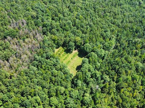 40 Acres in Tuscaloosa County : Moores Bridge : Tuscaloosa County : Alabama