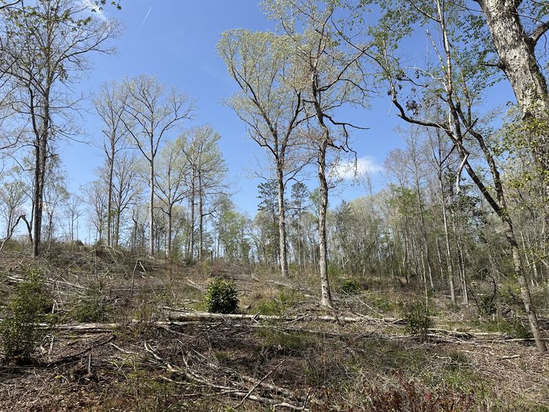 Beaver Pond Road Se, 53 Acres : Monroeville : Monroe County : Alabama