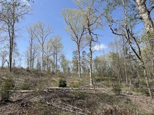 Beaver Pond Road Sw, 13 Acres : Monroeville : Monroe County : Alabama