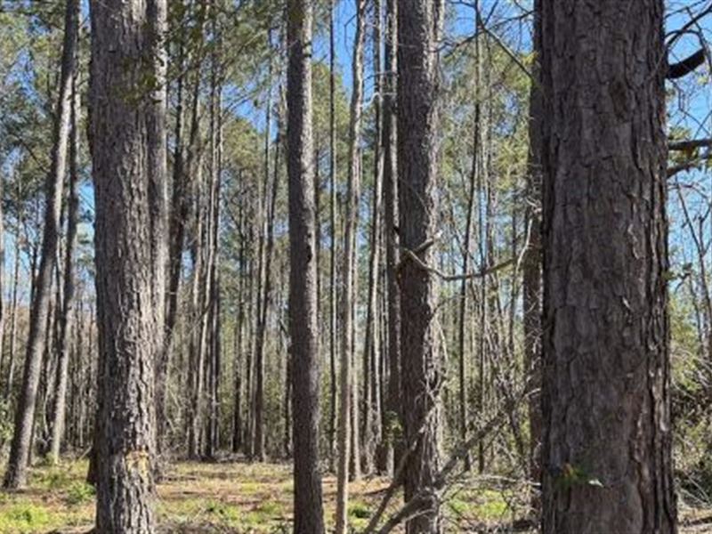 Bacontown Road : Midway : Liberty County : Georgia