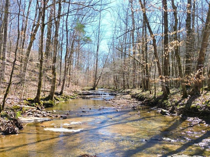 Buck Branch, 63 Acres : Charlotte : Dickson County : Tennessee