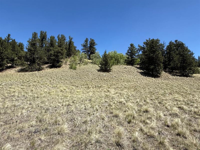 Beaver Ridge : Fairplay : Park County : Colorado