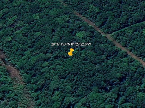 Rural Land Deal Only $491/Month : Flagler Estates : Flagler County : Florida