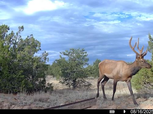 Bear Valley Ranch : Pinehill : Cibola County : New Mexico