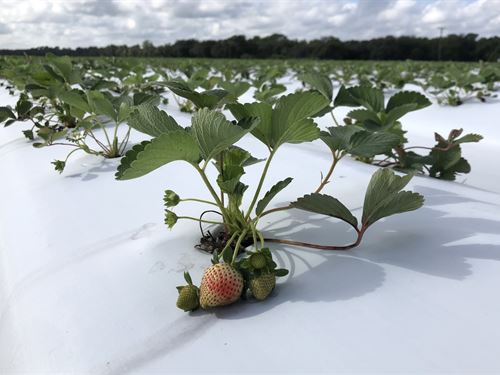Springhead 17 Acre Strawberry Farm : Plant City : Hillsborough County : Florida
