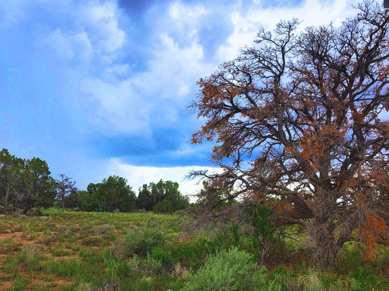 Go Off-Grid in Style at $175-$350/M : Williams : Coconino County : Arizona