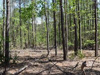 Pine Tree Road : El Dorado : Union County : Arkansas