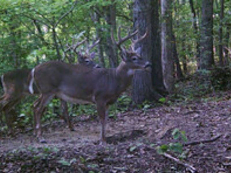 40 Acre Hunting Tract : Flat Rock : Jackson County : Alabama