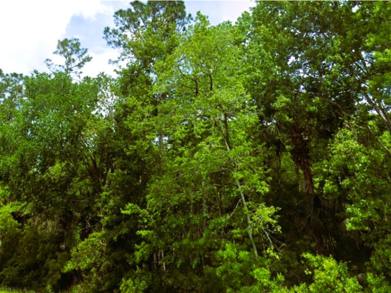 Agricultural Lot in Serene Location : Interlachen : Putnam County : Florida