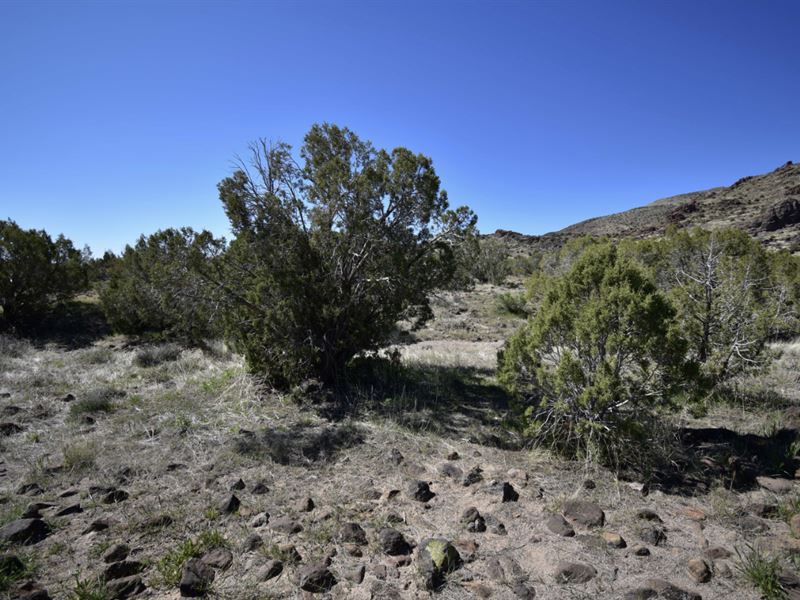 Green Oasis in The AZ Desert : Golden Valley : Mohave County : Arizona