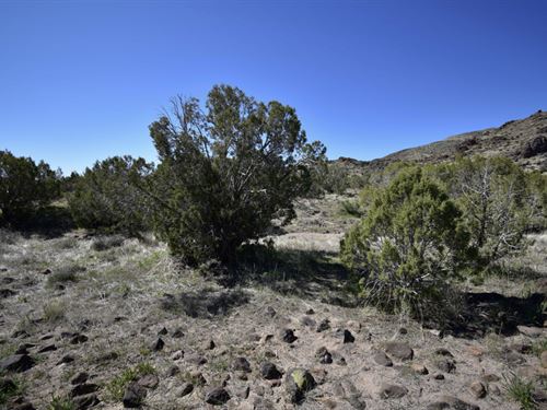 Green Oasis in The AZ Desert : Golden Valley : Mohave County : Arizona