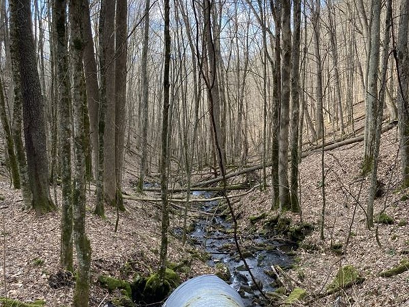 Peace & Pines, Ashe Co, NC : Creston : Ashe County : North Carolina