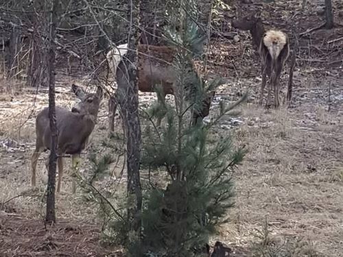 36 Harris Canyon Road : Weed : Otero County : New Mexico