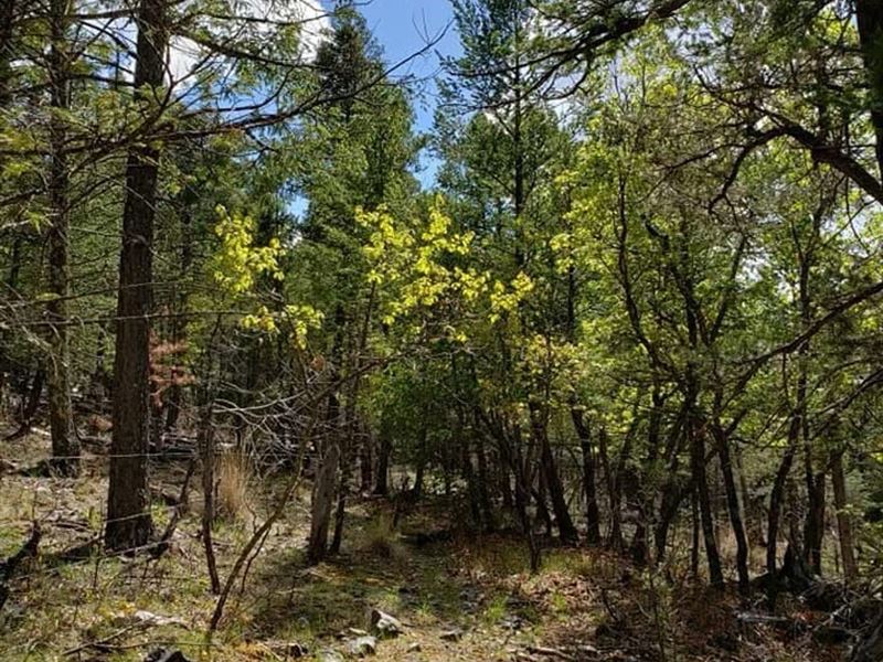 36 Harris Canyon Road : Weed : Otero County : New Mexico