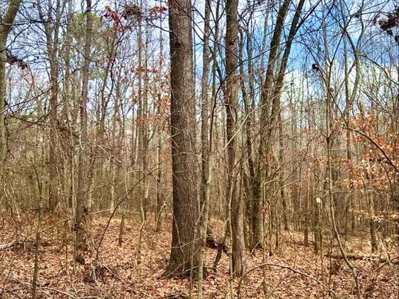 11.5 Acres in Choctaw County in Mat : Mathison : Choctaw County : Mississippi