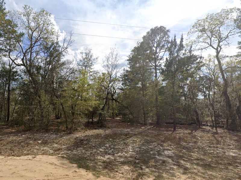 Affordable Land Alert, $199 Down : Interlachen : Putnam County : Florida