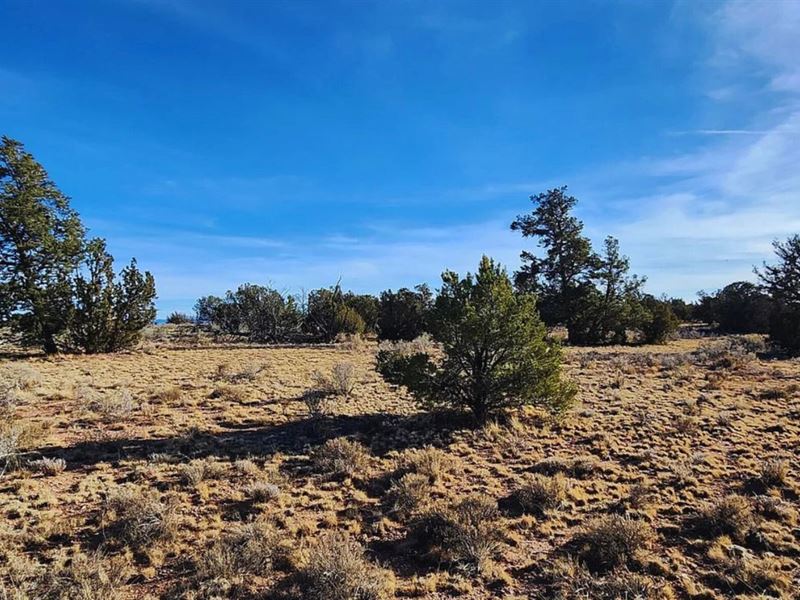 A Secluded Spot for $125-$250/Month : Williams : Coconino County : Arizona
