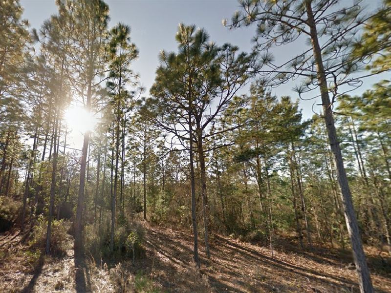 $149 Down, Your Land, Your Legacy : Interlachen : Putnam County : Florida