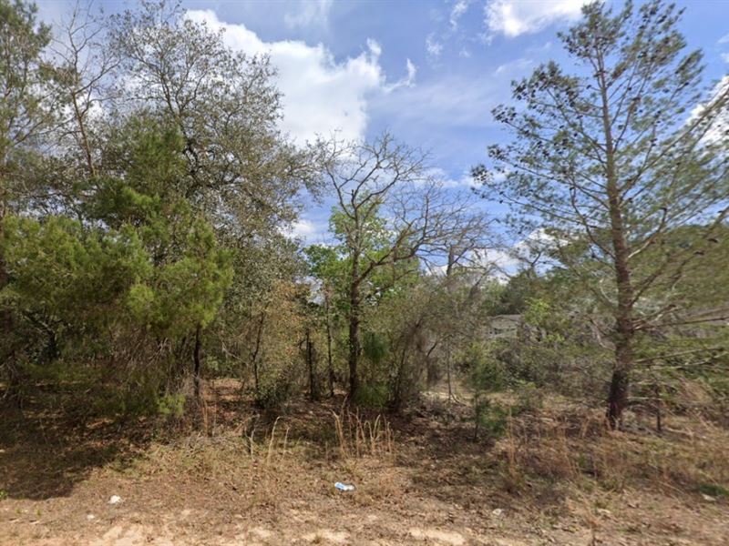 Florida Dirt, Big Dreams $199 Down : Interlachen : Putnam County : Florida