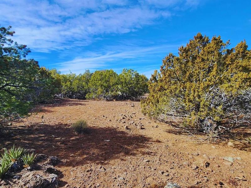 Dreamy Views & Trees $275-450/Month : Williams : Coconino County : Arizona
