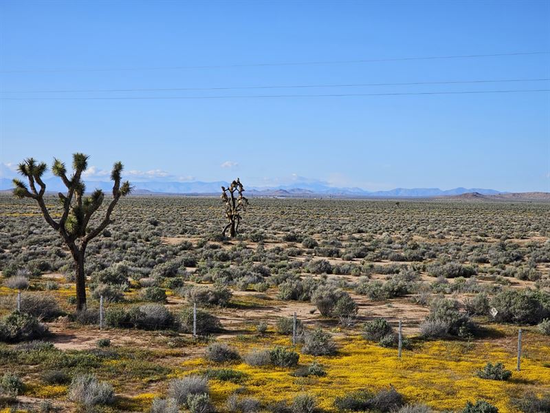 Goldtown Gem, Only $5970 : Goldtown : Kern County : California