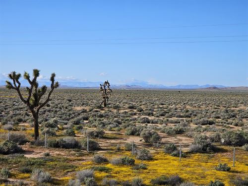 Goldtown Gem, Only $3970 : Goldtown : Kern County : California