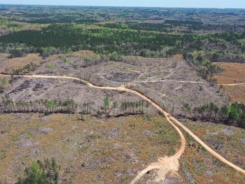 40 Acres Marion County : Haleyville : Marion County : Alabama