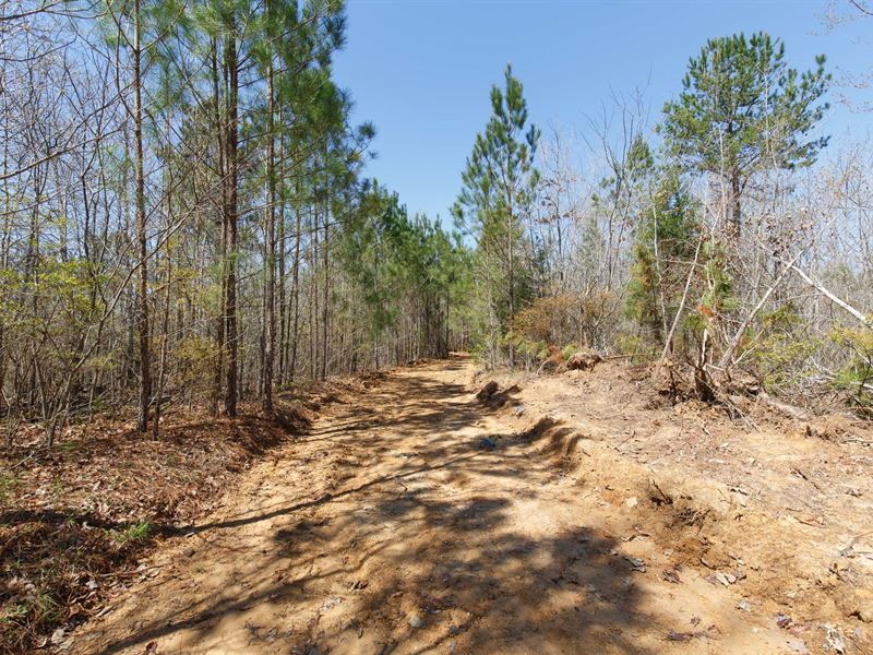 Last Tract in Ms, $999 Down : Tishomingo : Tishomingo County : Mississippi