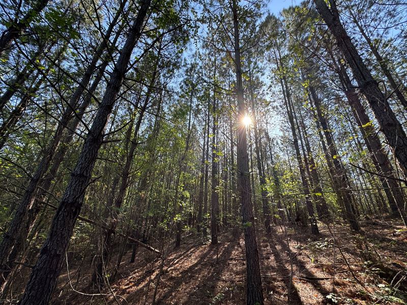 120 Acres, Pine Plantation/Hunt : Jacksons Gap : Tallapoosa County : Alabama