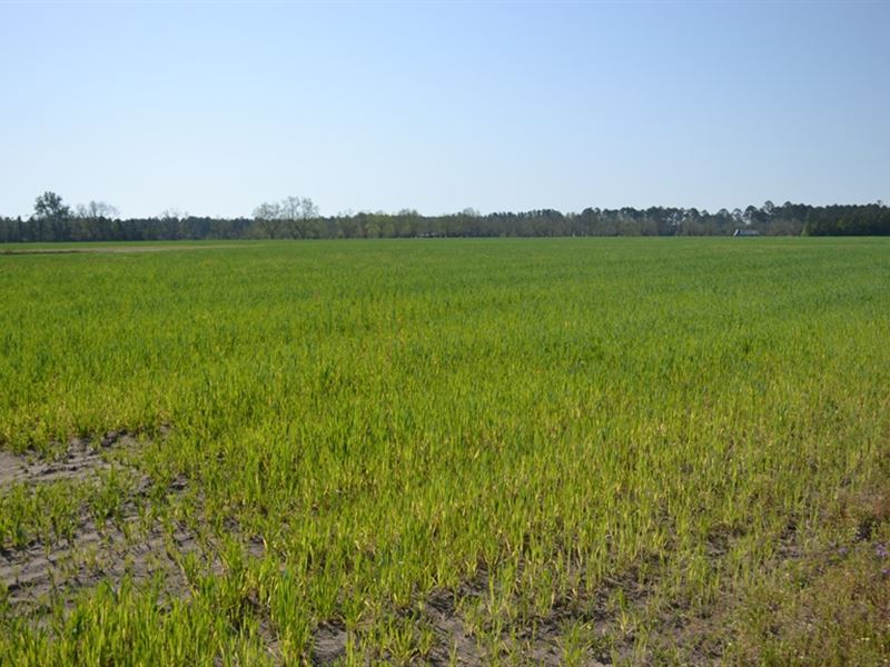Campground Farm : Claxton : Evans County : Georgia