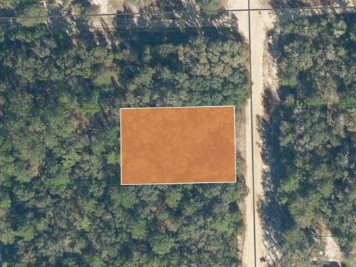 Beautiful .34 Acre Wooded Lot : Florahome : Putnam County : Florida