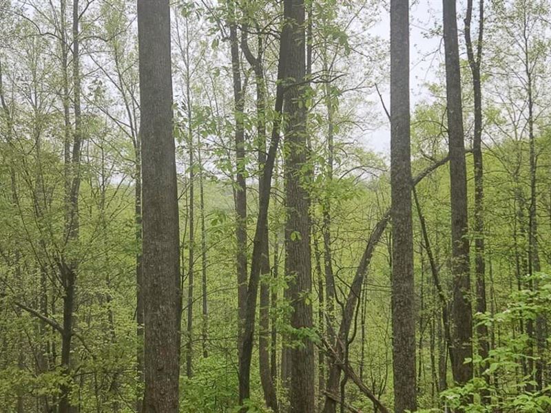 6.94 Acres of Residential Land : Charlottesville : Charlottesville County : Virginia