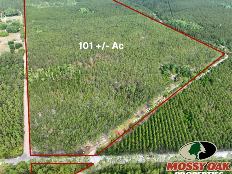 101 Ac Recreational Timberland : Folkston : Charlton County : Georgia